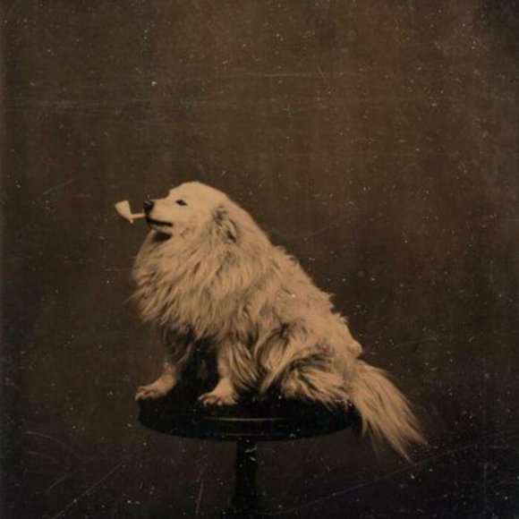 Meet your Posher, Shelley - Picture 1 of 1